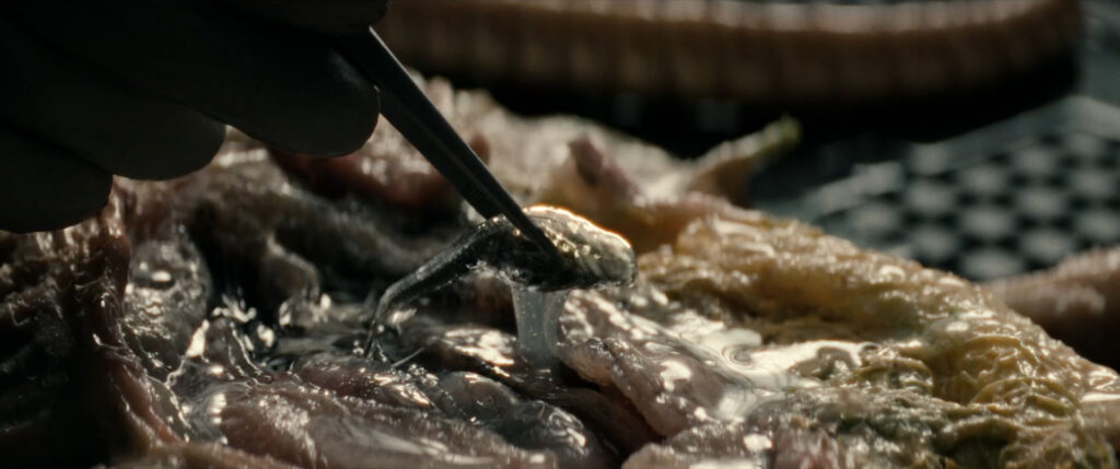 Alien: Earth - A Xenomorph tadpole